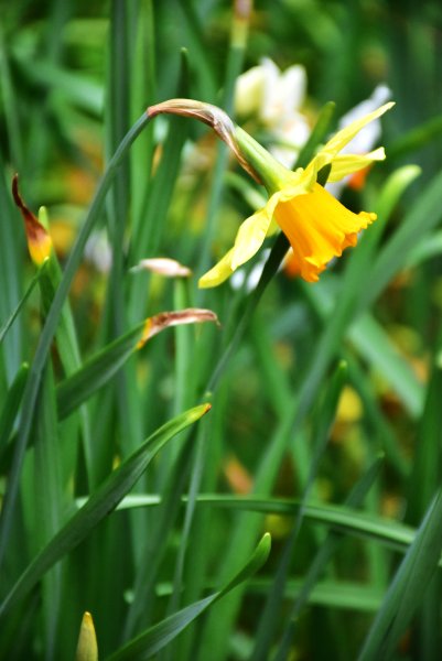 20260207阿里山健行追公車3010603