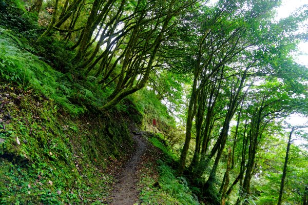 檜山巨木森林步道481482