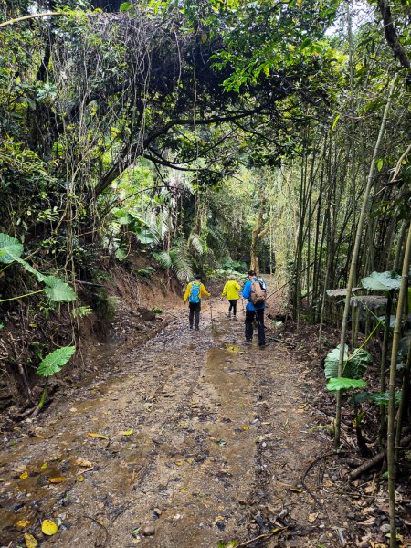 2025-03-08 汶水三山：金童山、汶水山、玉女山 連走2736559