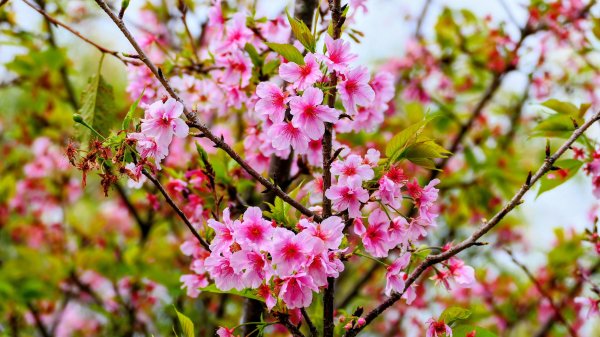 大安公園,台大校園3012115