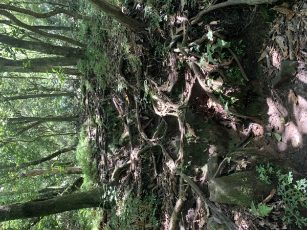 七星山苗圃線-夢幻湖1862620