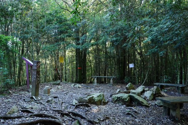 苗栗 泰安 東洗水山、北坑山、大板根2613356