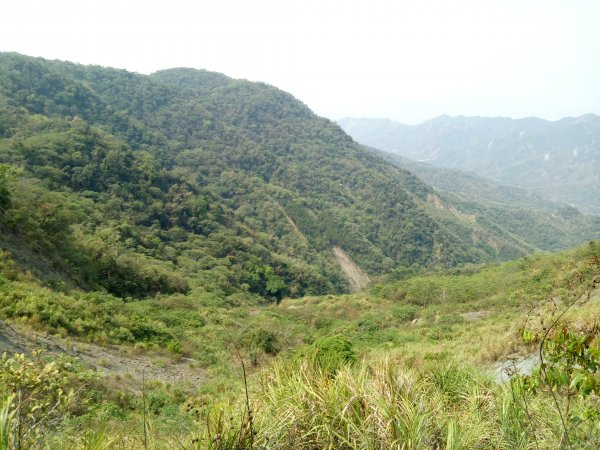 西阿里關山+玉山寶光聖堂花旗木1860817