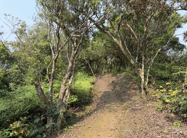 [微笑山線_第八段] 2026_0411 二格山系_炙子頭山3035085