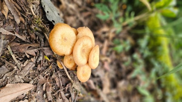 【暑假停課不停走】解鎖第49座小百岳#093都蘭山2822533