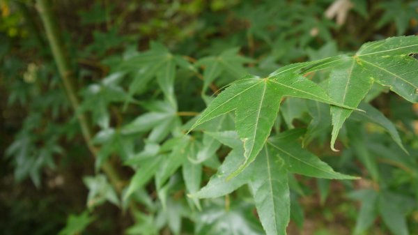 鵝公髻山登山健行趣(小百岳31號)1524810