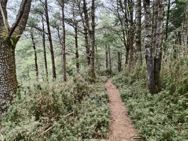 [玉山尋寶任務-08/12] 2025_0824 鹿林山步道_鹿林前山2870921