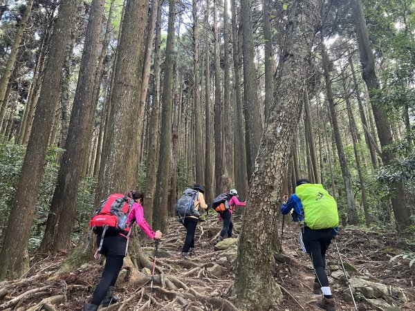 加里山 大坪登山口 杜鵑嶺 加里山P形1900974