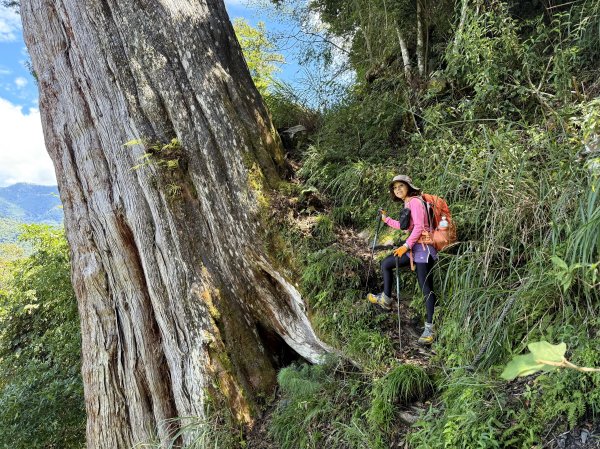鳶嘴山+稍來神木 20250830封面