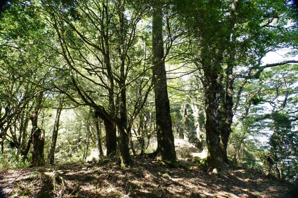 新竹 尖石 屯野生台山、石麻達山、錦屏山2904288