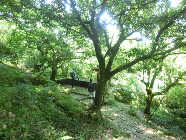 七星山主東峰．七星公園．冷苗步道331931