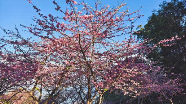 【台灣健行】春艷 • 寶山二集團2698541