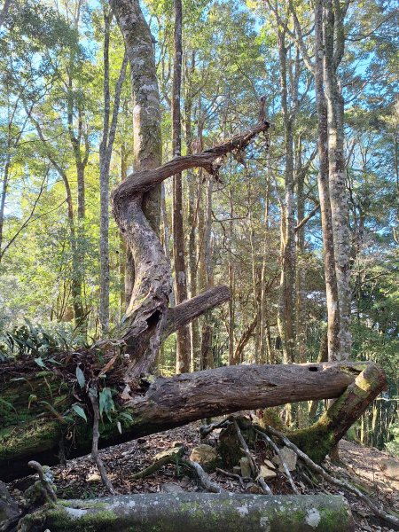 屋我尾山+G(大雪山進老鷹谷出)O型202502162713589