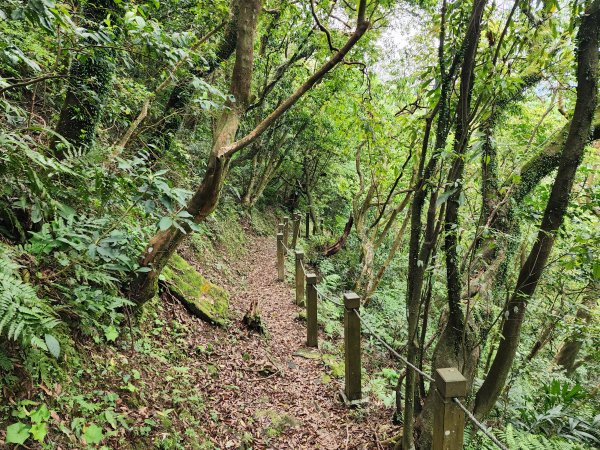 小百岳No.12⛰汐止大尖山2751658