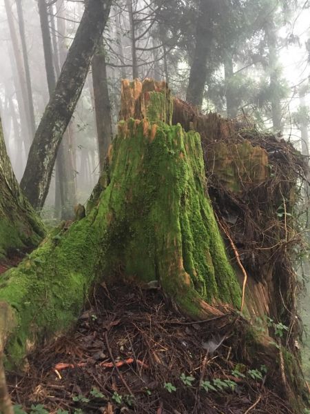 觀霧檜山巨木森林步道171759