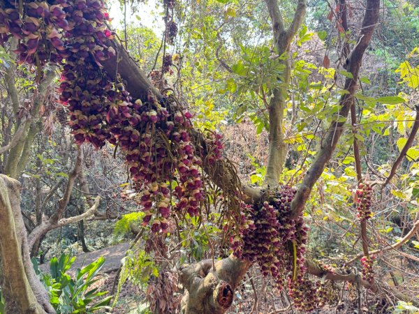 草尾嶺血藤滿山開3019004