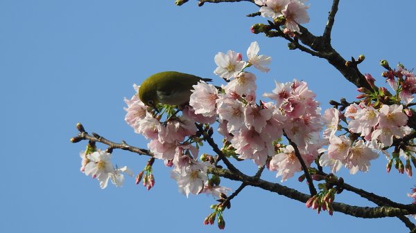 #綠繡眼 訪花 #吉野櫻 #天元宮 #楓樹湖 03162736671