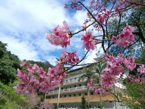 汐止區大尖山櫻花+秀峰瀑布O型3009405