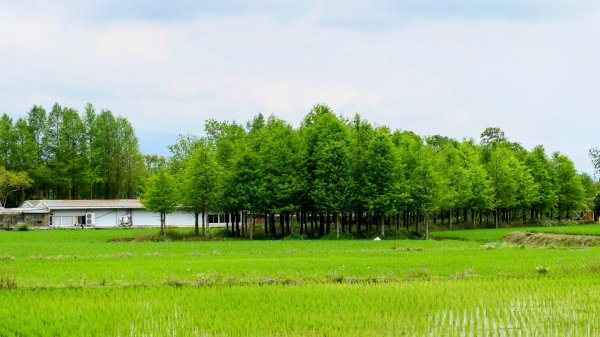 北后寺。關稅戰2758760