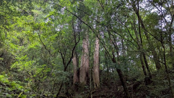 鎮西堡巨木步道群 (B區)2861170