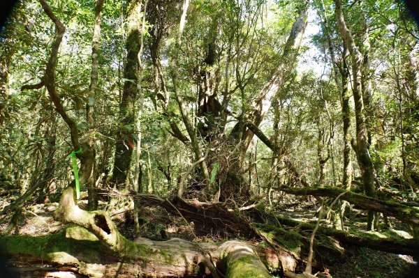 桃園 復興 復興尖山2867114