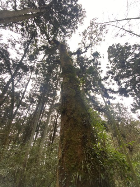 20250118阿里山頂湖步道2716419