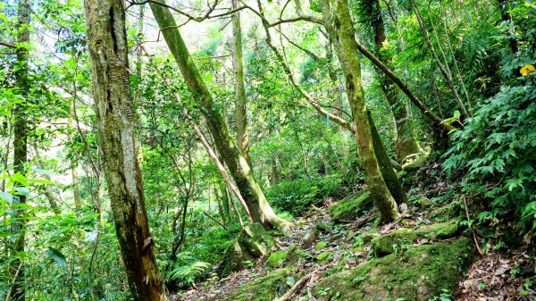 磐石嶺,鳥嘴尖,姜子寮山,姜子寮絕壁2863519