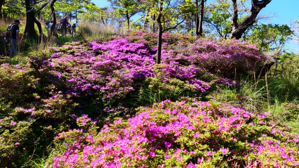 南九州－韓國岳,白鳥山3063933