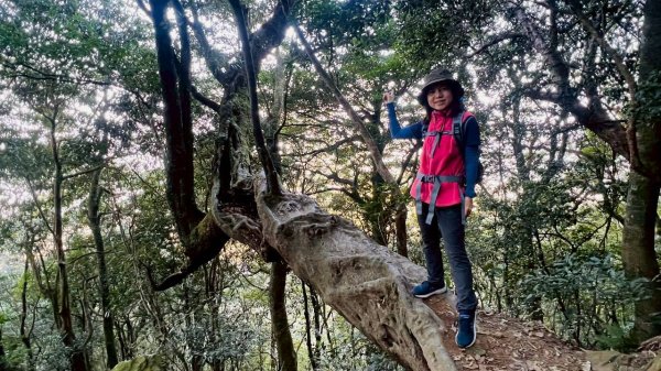 🌈3/15（日）北得拉曼神木+內鳥嘴山✨FB：熊熊趴爬走🌈3016817