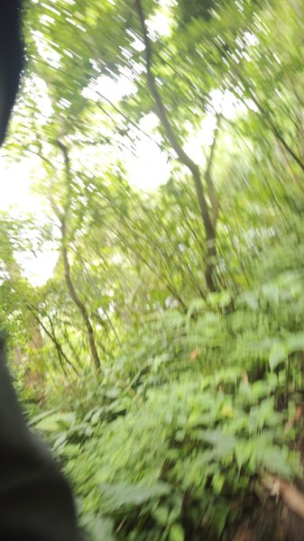 2025-0505 觀音山土路追桐花+牛港稜步道2781369