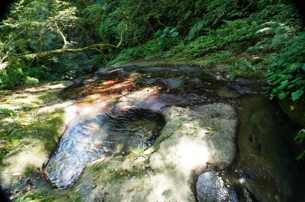 新竹 五峰 鵝公髻山2916850