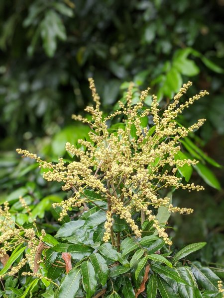 【2021 登山植物學】1609532