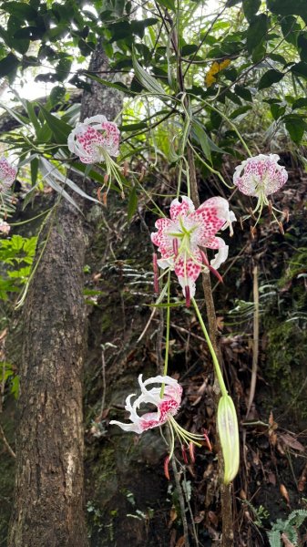 石壁上的花3111021