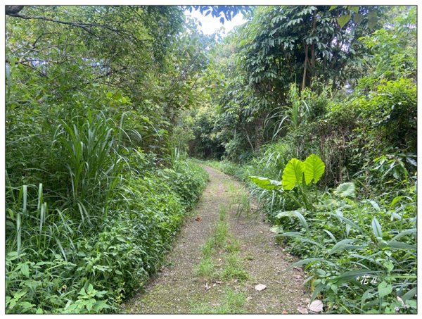 澀水森林步道、水上瀑布2846774