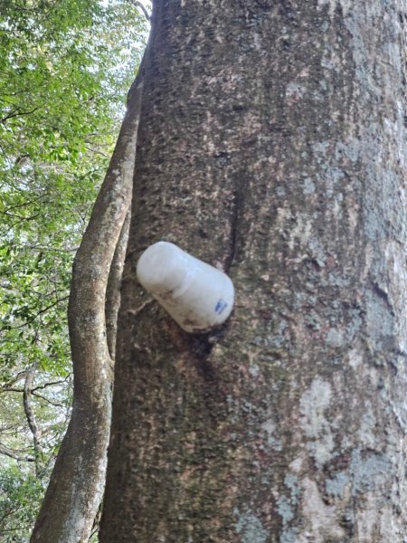 20250112八眉阿2688338