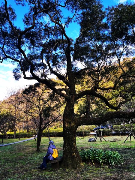 幸福五感森林癒2694305