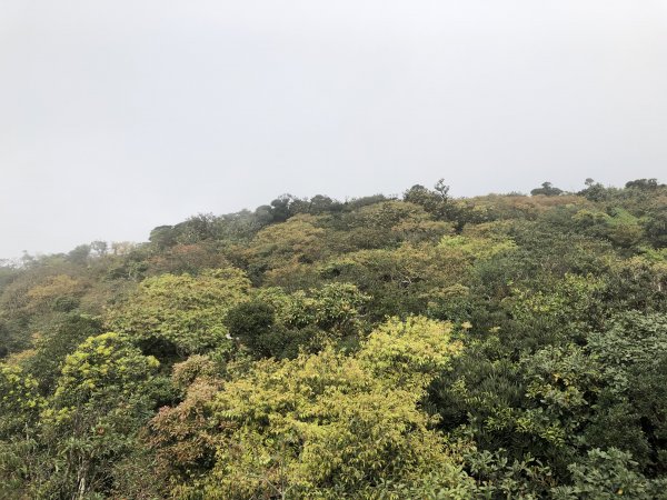 台灣小百岳No.080 里龍山908219