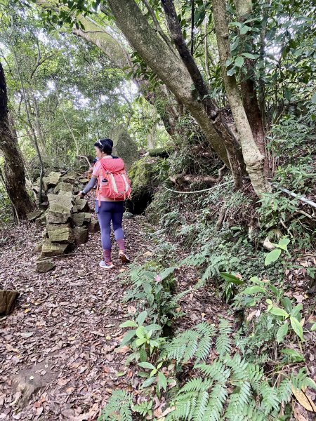 《陽明山的山林片刻｜沿著青春嶺路走向山野的綠意》2939238