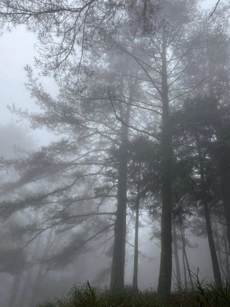 大雪山森林遊樂區2737487