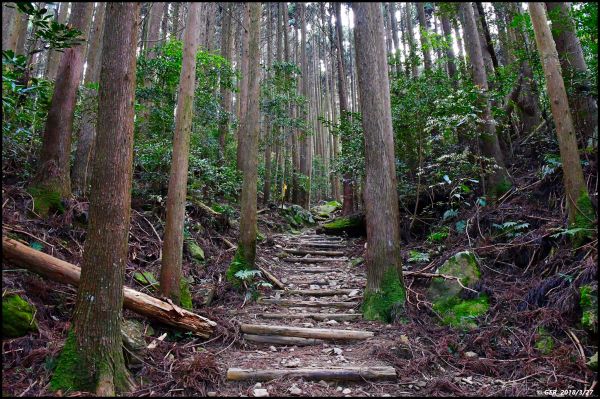 加里山 ~ 大坪經杜鵑嶺小O環走299892