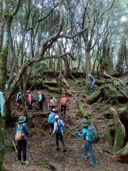 魔幻森林-塔曼山-202508102866568