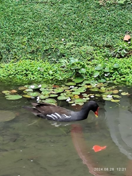 大安森林公園、港墘公園、大港墘公園【走路趣尋寶】【臺北健走趣】2582389