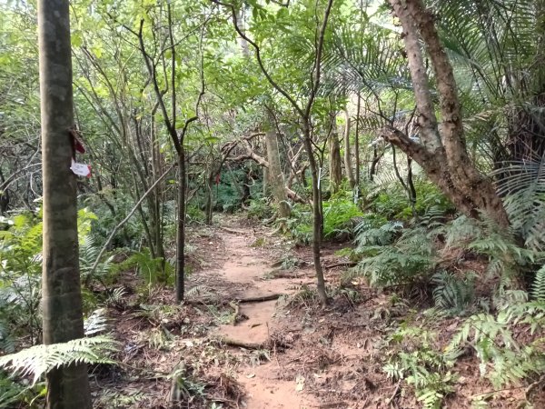 基隆市/萬里區界寮縱走之三界山+三界山西峰+開眼尖山+七分寮山+瑪七產道山泉水接水亭2979537