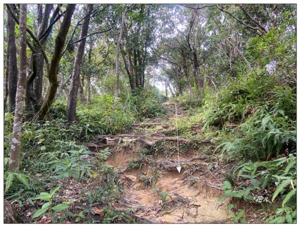 金龍湖、鷹石尖、老鷲尖、內溝山 O型一圈2966654