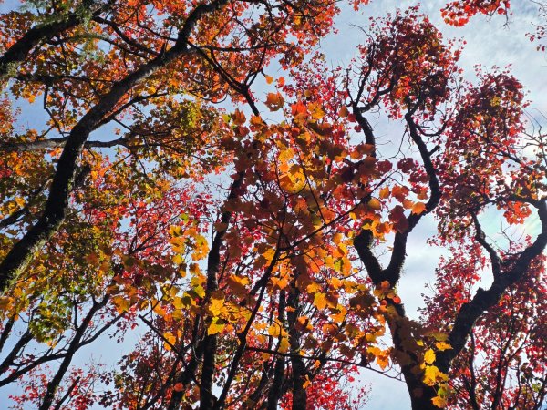 鳶嘴稍來山之楓紅／雲海2974031