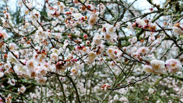 《青玉案・福壽山櫻》2712365