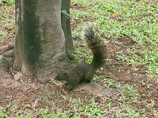 ［健康大穀東，台北趴趴走］（15~16）： 青年公園 +師大本部2239505