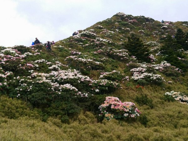 賞心悅目～賞高山玉山杜鵑1374464