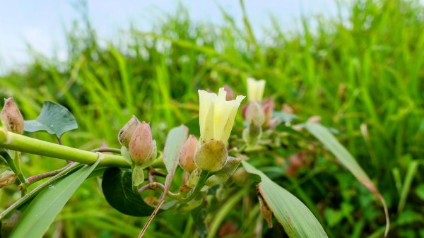 《臨江仙。黃花風鈴木》2735413