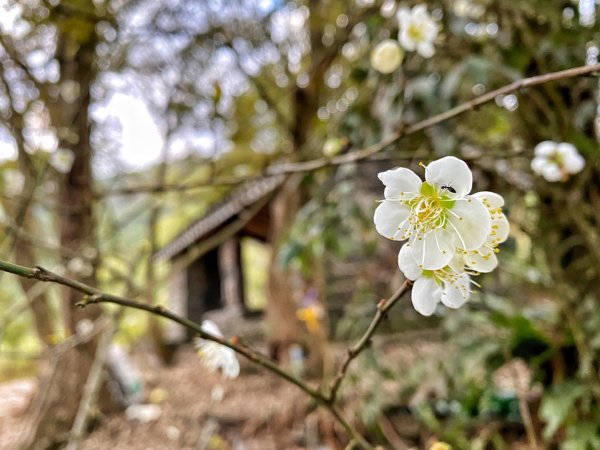 獵人古道 望美山 瓊山1584133